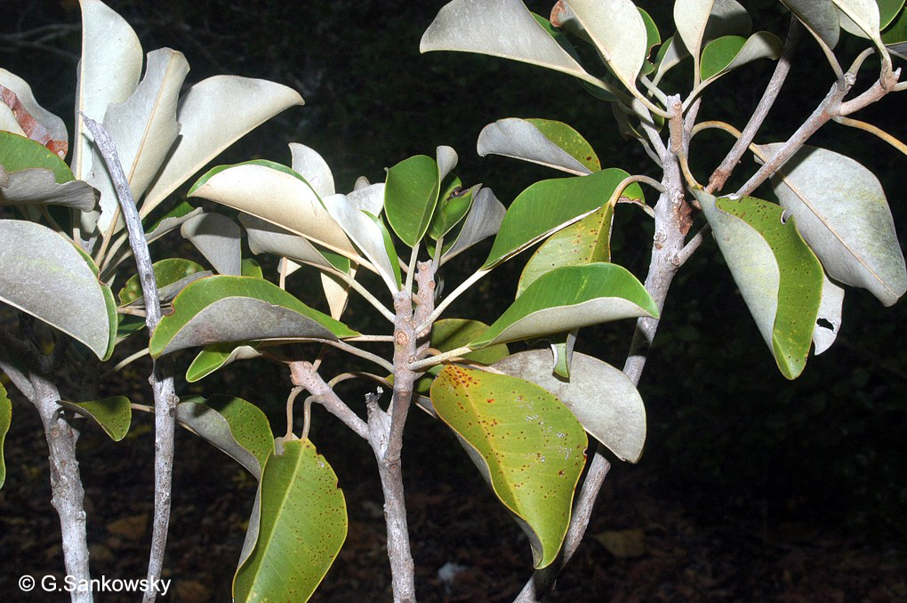 مانیکارا کائوکی